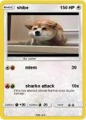 shibe