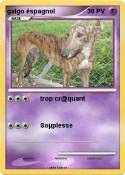 galgo éspagnol