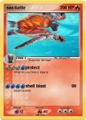sea turtle