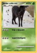 border collie