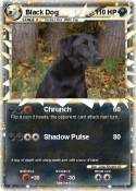 Black Dog