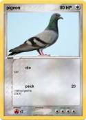 pigeon