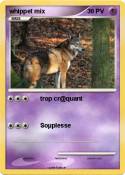 whippet mix