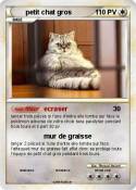 petit chat gros
