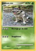 malinois mix