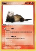ferret
