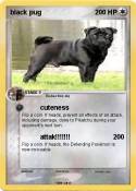 black pug
