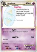 telophase