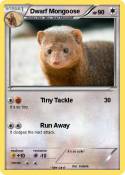 Dwarf Mongoose