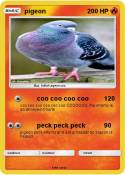 pigeon