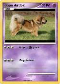dogue du tibet