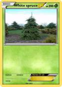 White spruce