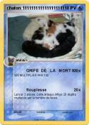 chaton