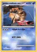 golden-malinois