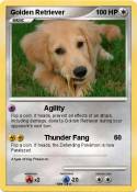 Golden Retrieve