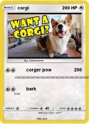 corgi