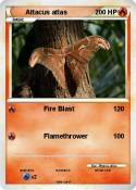 Attacus atlas