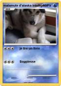 malamute d'alas