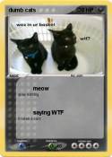 dumb cats