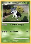 border collie