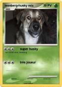 leonberg-husky