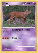dhole