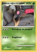 malinois d@ns