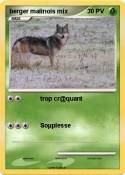 berger malinois
