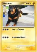 beauceron