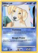 Yellow Lab