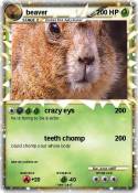 beaver