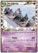 Des pigeons