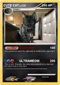 CUTE CAT