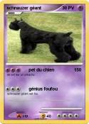 schnauzer
