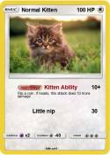 Normal Kitten