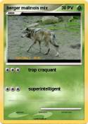 berger malinois