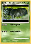 border collie