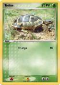 Tortue
