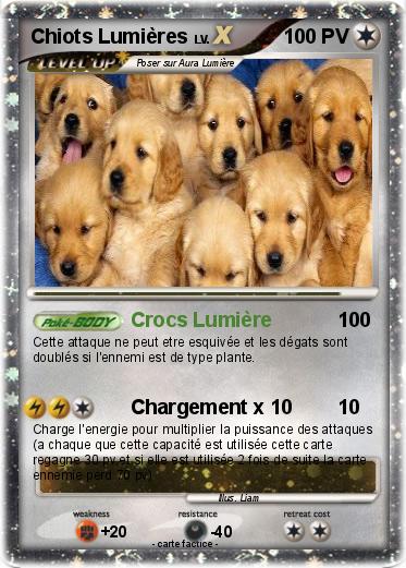 Pokemon Chiots Lumières
