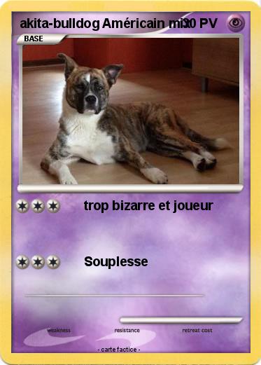Pokemon akita-bulldog Américain mix