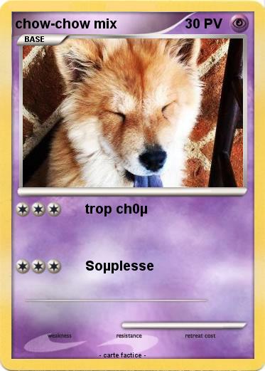 Pokemon chow-chow mix