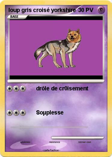 Pokemon loup gris croisé yorkshire