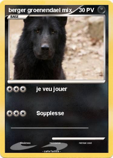 Pokemon berger groenendael mix