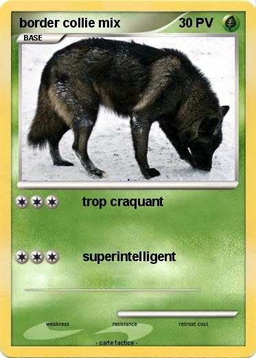 Pokemon border collie mix