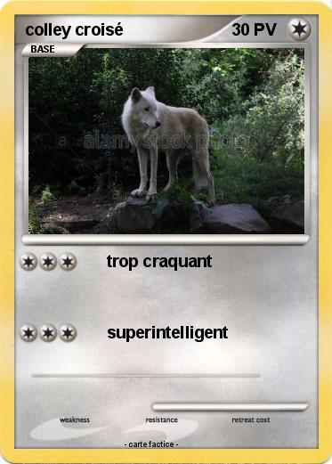 Pokemon colley croisé