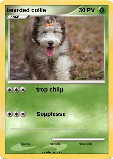 Pokemon bearded collie
