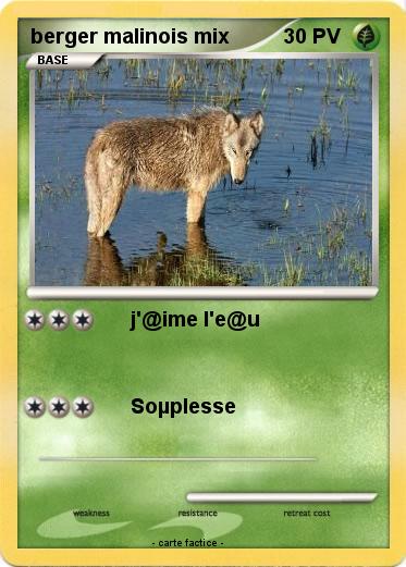 Pokemon berger malinois mix