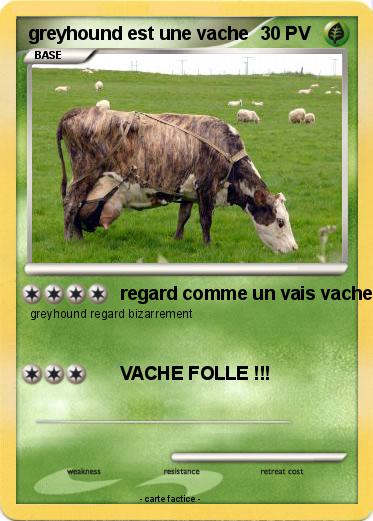 Pokemon greyhound est une vache