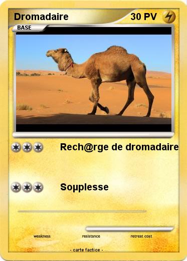 Pokemon Dromadaire