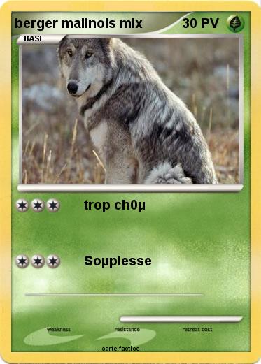 Pokemon berger malinois mix